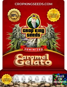 Caramel Gelato Strain