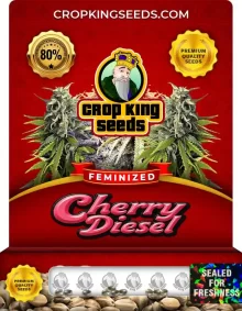 Cherry Diesel Strain