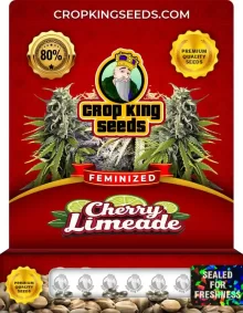 Cherry Limeade Strain