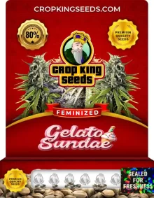 Gelato Sundae Strain