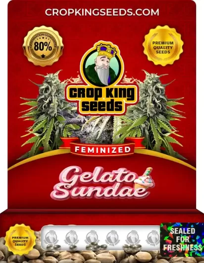 Gelato Sundae Strain