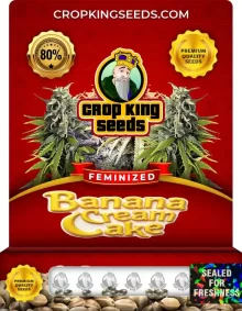Banana Cream Cake Strain