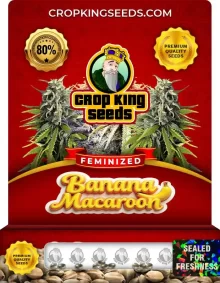 Banana Macaroon Strain