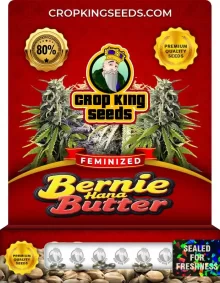 Bernie Hana Butter Strain