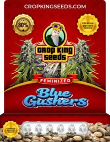 Blue Gushers Strain
