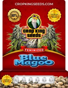 Blue Magoo Strain