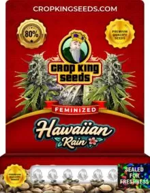 Hawaiian Rain Strain