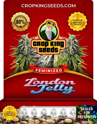 London Jelly Strain