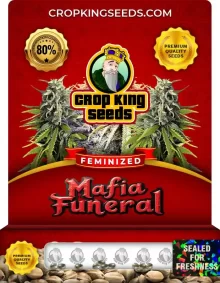 Mafia Funeral Strain Feminized Marijuana Seeds