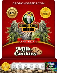 Milk and Cookies Strain