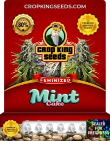 Mint Cake Strain