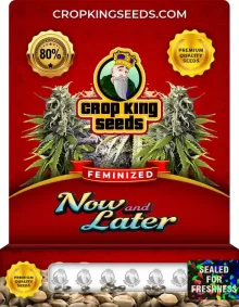 Now and Later Strain