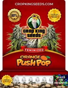 Orange Push Pop Strain