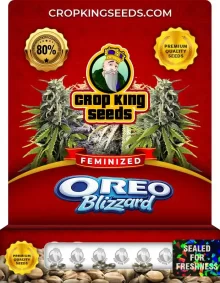 Oreo Blizzard Strain
