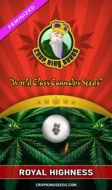 Royal Highness Strain Feminized
