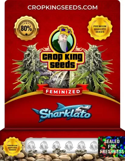 Sharklato Strain