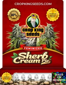 Sherb Cream Pie Strain
