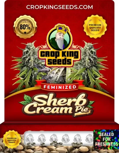 Sherb Cream Pie Strain