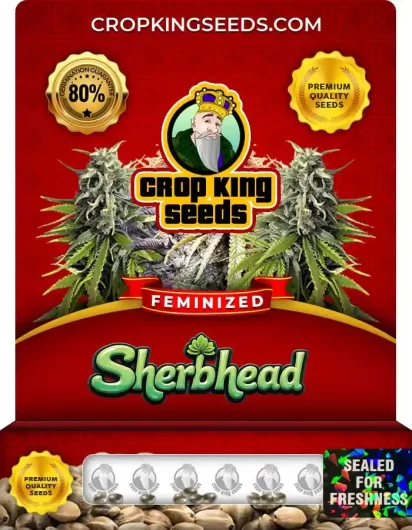 Sherbhead Strain