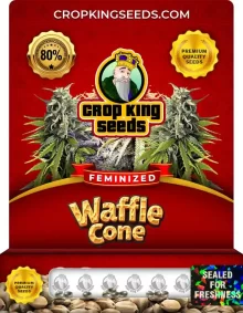 Waffle Cone Strain