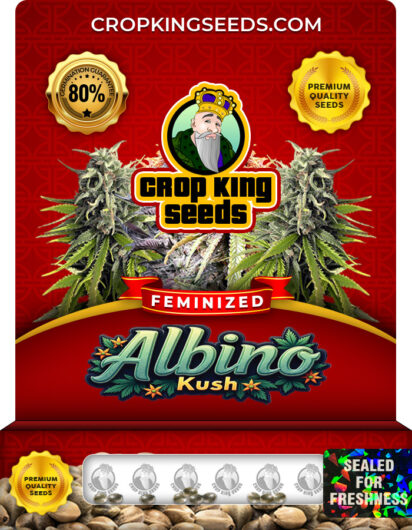 Albino Kush Feminized