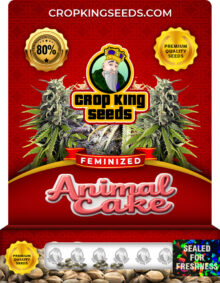 Animal Cake Strain Feminized