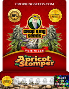 Apricot Stomper Strain Feminized