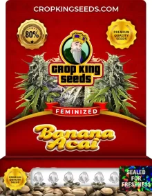 Banana Acai Strain Feminized Marijuana Seeds