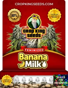 Banana Milk Feminized