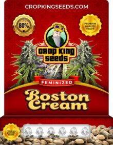 Boston Cream Strain