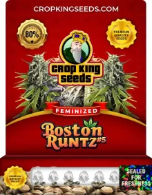 Boston Runtz #5 Feminized