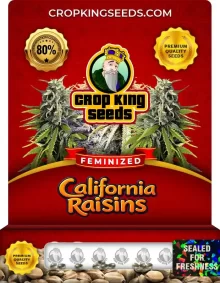 California Raisins Feminized