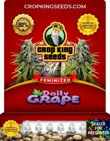 Daily Grape Feminized