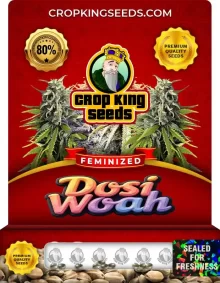 Dosi Woah Feminized