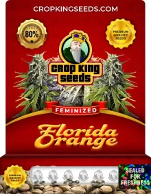 Florida Orange Feminized