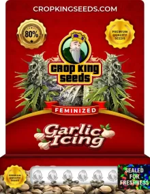 Garlic Icing Feminized