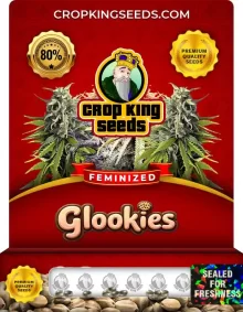 Glookies Feminized