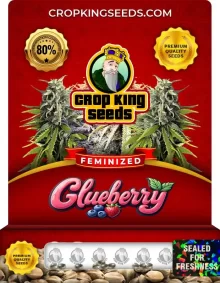 Glueberry Strain Feminized Marijuana Seeds
