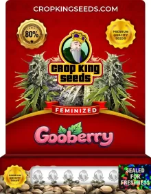 Gooberry Feminized