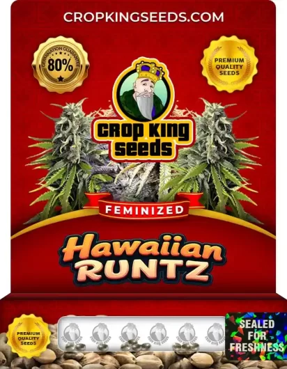 Hawaiian Runtz Feminized