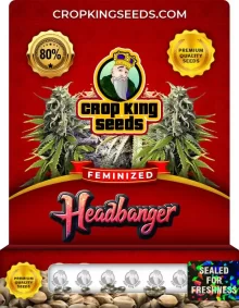Headbanger Feminized