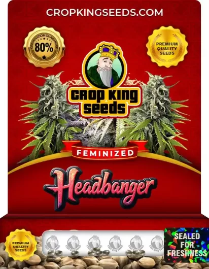 Headbanger Feminized