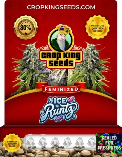 Ice Runtz Feminized