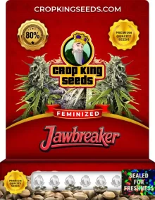 Jawbreaker Strain