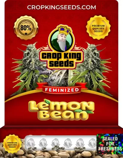 Lemon Bean Feminized