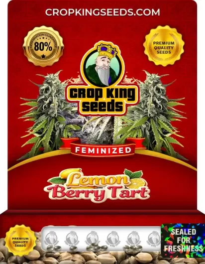 Lemon Berry Tart Feminized