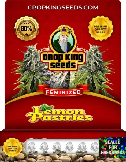 Lemon Pastries Feminized