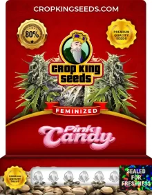 Pink Candy Feminized