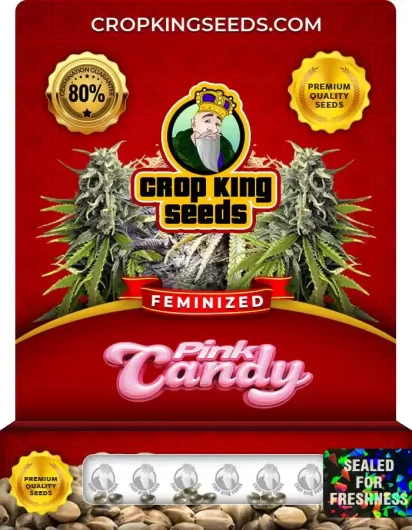 Pink Candy Feminized