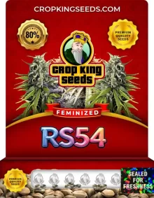 RS54 Feminized